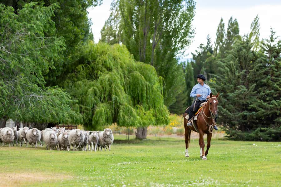 25 DE MAYO FARM - Calafate creek brings the best tasting stop