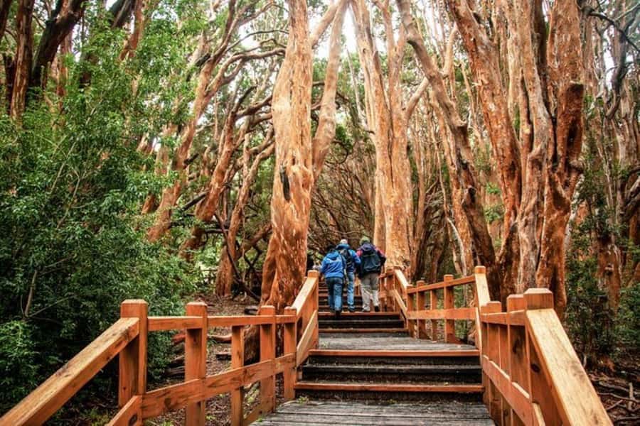 Bariloche: Arrayanes Forest and Victoria Island Tour - Why Arrayanes Forest deserves the boat ride