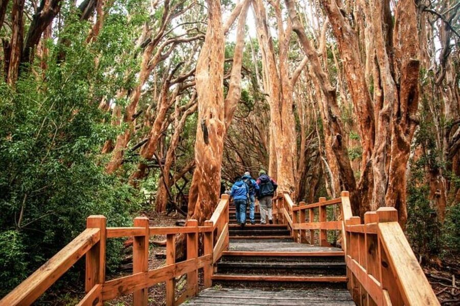 Bariloche: Arrayanes Forest and Victoria Island Tour - Who should book this Bariloche outing