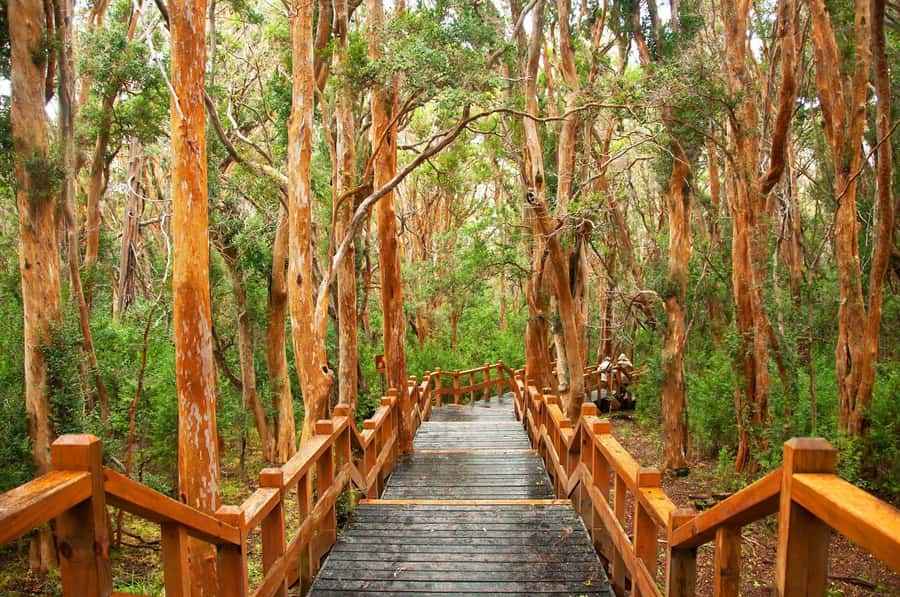 Bariloche: Victoria Island and Arrayanes Forest Navigation - The final hour on the lake and 45-minute drive back