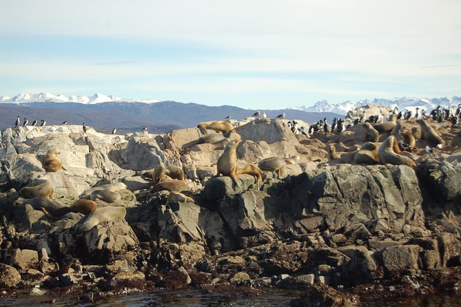 Beagle Channel Navigation - Sea Lions Island - Alicia’s Island and the first sea lions