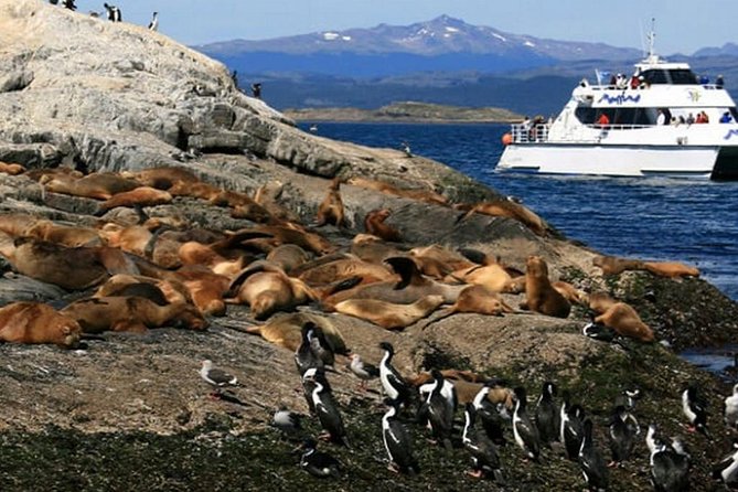 Beagle Channel Navigation - Sea Lions Island - Isla de los Pájaros and the cormorant colonies