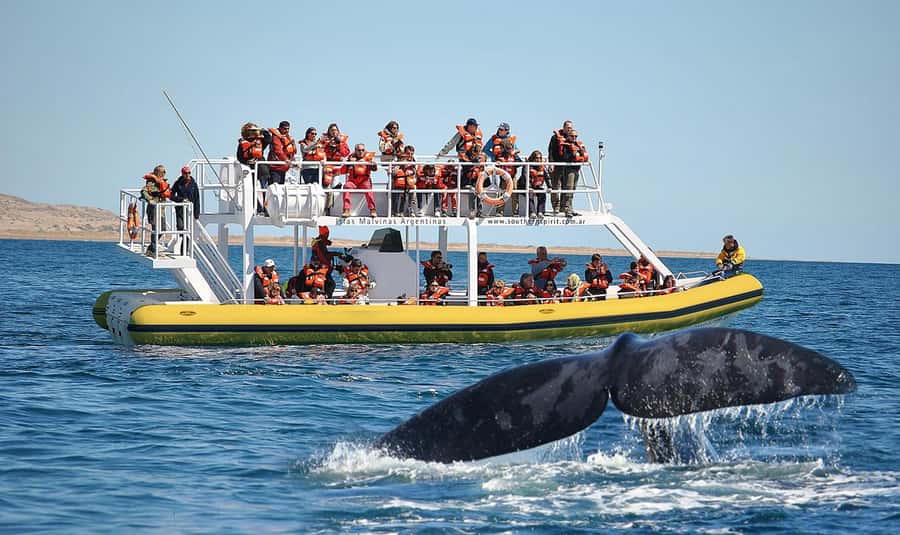 Best Tour to Peninsula Valdes - Why Peninsula Valdés makes a strong full-day outing