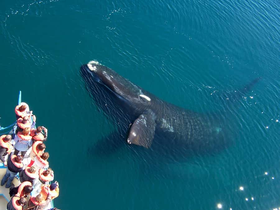 Best Tour to Peninsula Valdes - Should you book it?