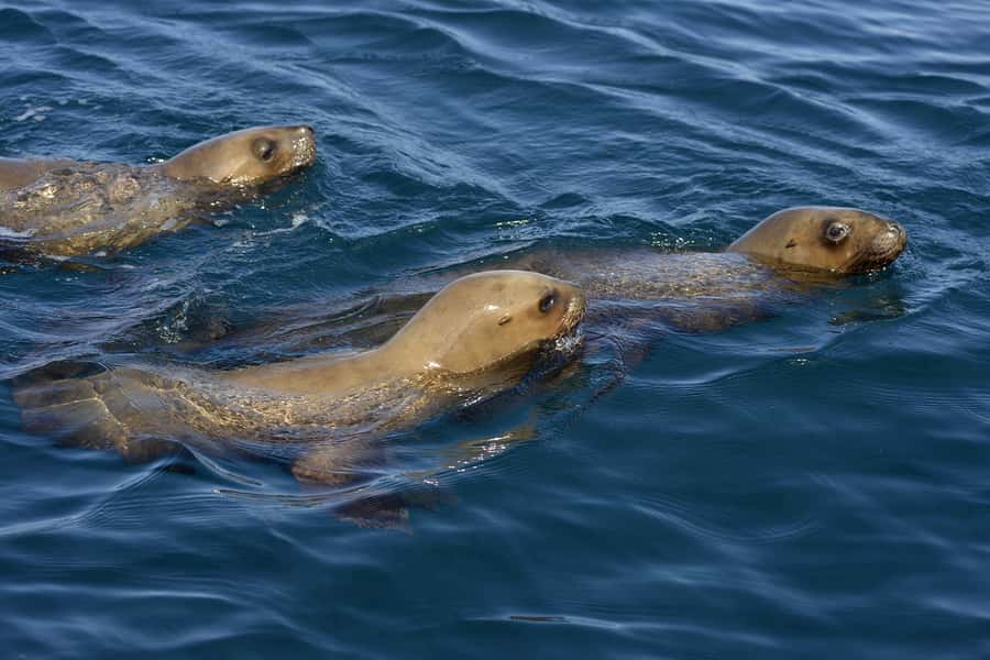 Best Tour to Peninsula Valdes - Puerto Pirámides and the seasonal whale boat
