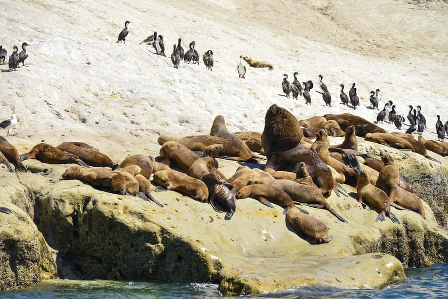Best Tour to Peninsula Valdes - What the ten-hour schedule really feels like