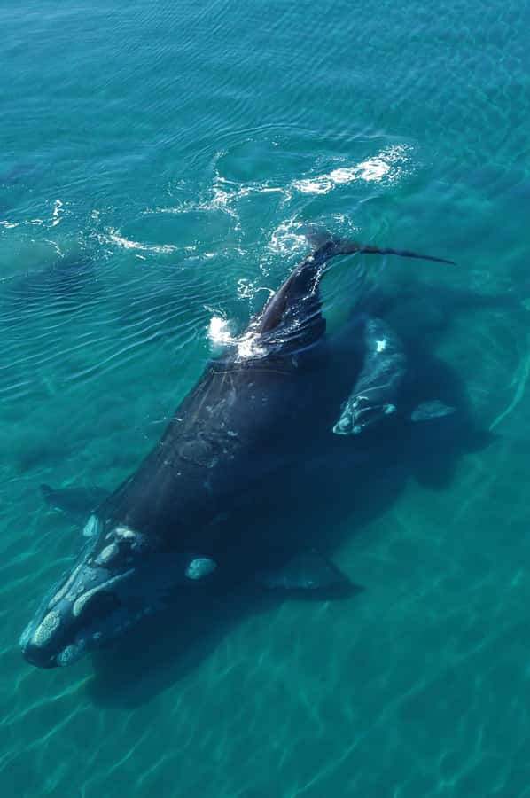 Best Tour to Peninsula Valdes - Who should book this Peninsula Valdés tour