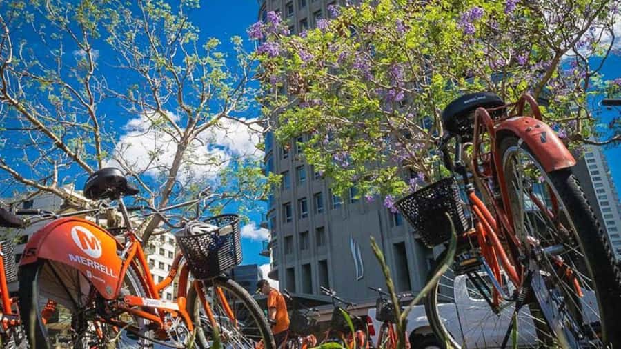 Buenos Aires Bike Tour: South or North Circuit - North Circuit: Recoleta, Evita, and Palermo