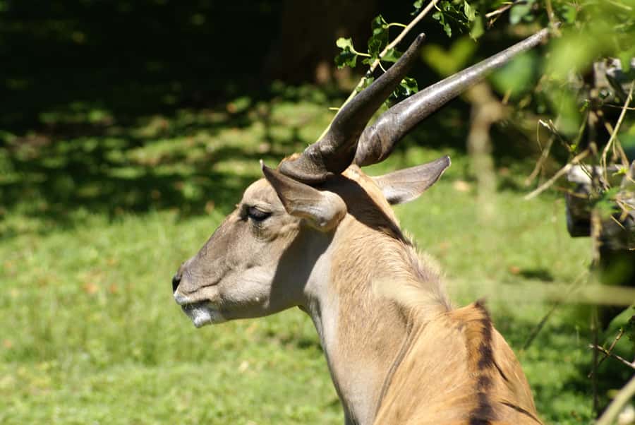 Buenos Aires: Bioparque Temaiken with Transfers - Key points at a glance