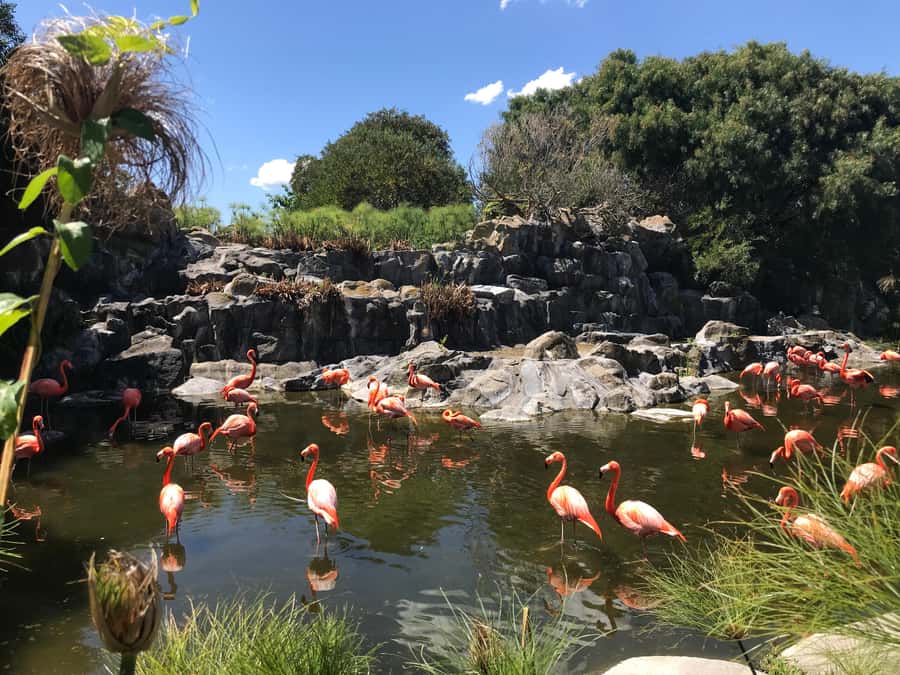 Buenos Aires: Bioparque Temaiken with Transfers - Why Temaikèn is different from a standard zoo