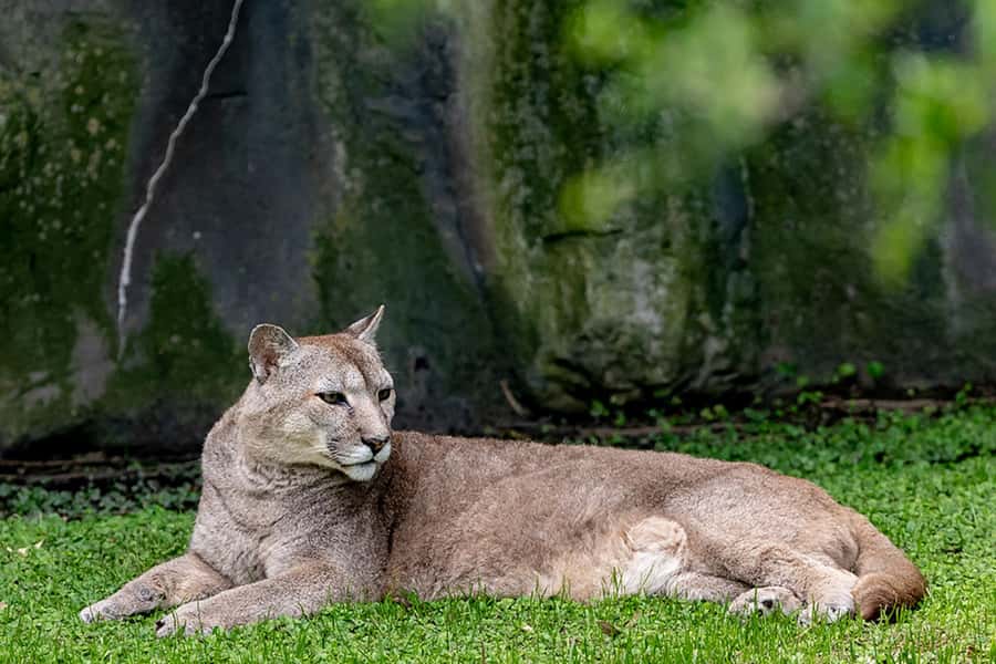 Buenos Aires: Bioparque Temaiken with Transfers - Who will enjoy this day most?