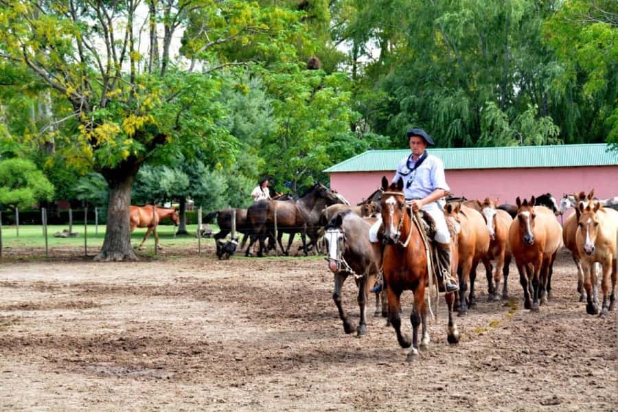 Buenos Aires: Santa Susana Ranch Day Tour, BBQ & Shows - Antique carriages and sulkies at an easy pace