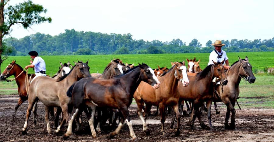 Buenos Aires: Santa Susana Ranch Day Tour, BBQ & Shows - Languages, group feel, and guide support