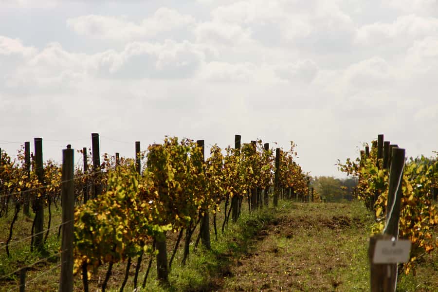 Buenos Aires: Wine Tasting and Lunch at Bodega Gamboa - Who will enjoy this day most