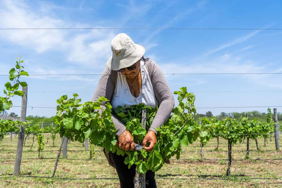 Buenos Aires: Wine Tasting & Lunch at Gamboa Vineyard - Casa Gamboa and the Terruño lunch