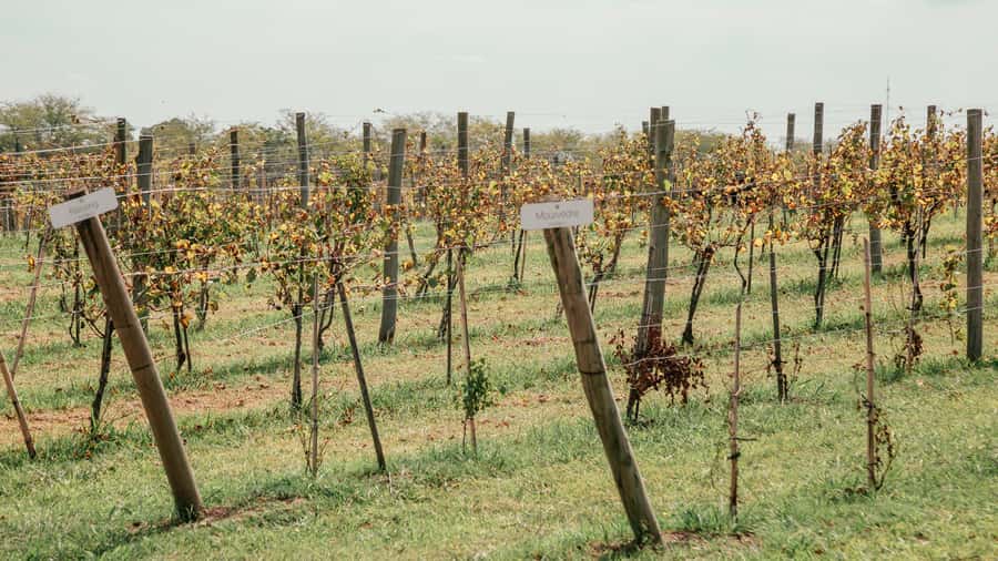 Buenos Aires: Wine Tasting & Lunch at Gamboa Vineyard - What the $220 price really covers