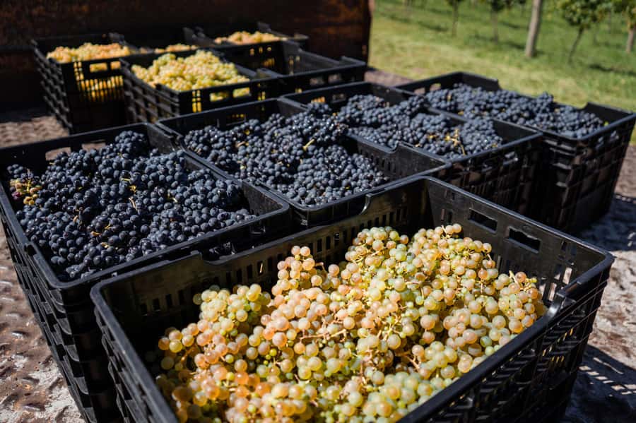 Buenos Aires: Wine Tasting & Lunch at Gamboa Vineyard - Practical details worth knowing before you go