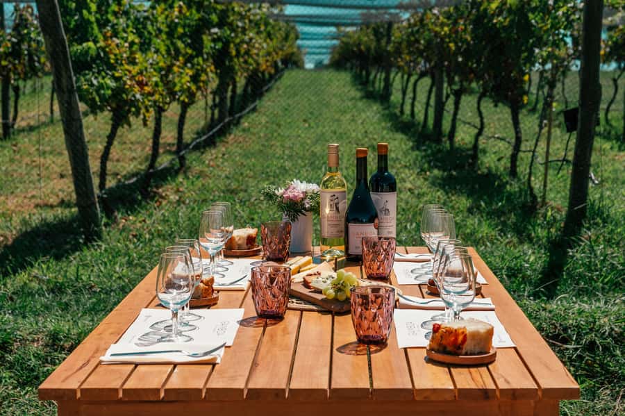 Buenos Aires: Wine Tasting & Lunch at Gamboa Vineyard - Walking the vines with a guide