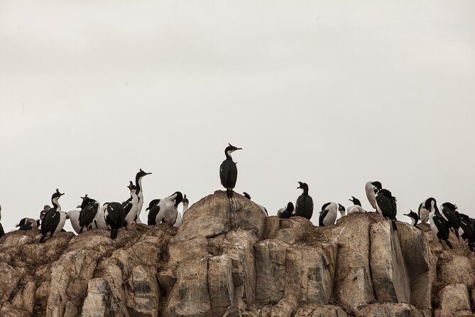 Catamaran Tour through the Beagle Channel and Penguins in Isla Martillo - Isla de los Pájaros and the Beagle Channel birdlife