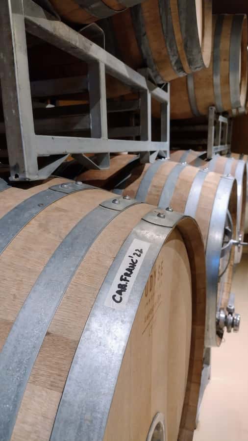 Córdoba: Wine Tour Privado a Colonia Caroya - Día completo - Walking the first vineyard and reading the vines