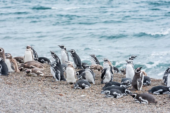 Cruise Shore Excursion Ea San Lorenzo Peninsula Valdes - Patagonia - Argentina - Key points to know before booking
