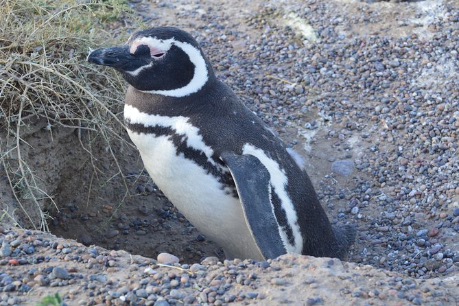 Cruise Shore Excursion Peninsula Valdes - Pto Madryn - Patagonia - Argentina - A wildlife day built around distance