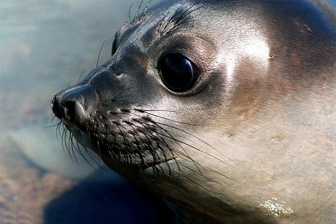 Cruise Shore Excursion Peninsula Valdes - Pto Madryn - Patagonia - Argentina - Caleta Valdes and the elephant seal coast