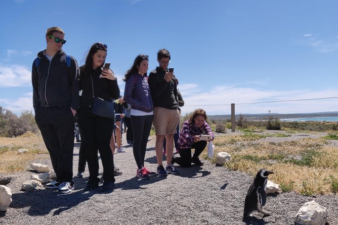 Cruise Shore Excursion Punta Tombo with Boxlunch from Pto Madryn - Key points to know before booking
