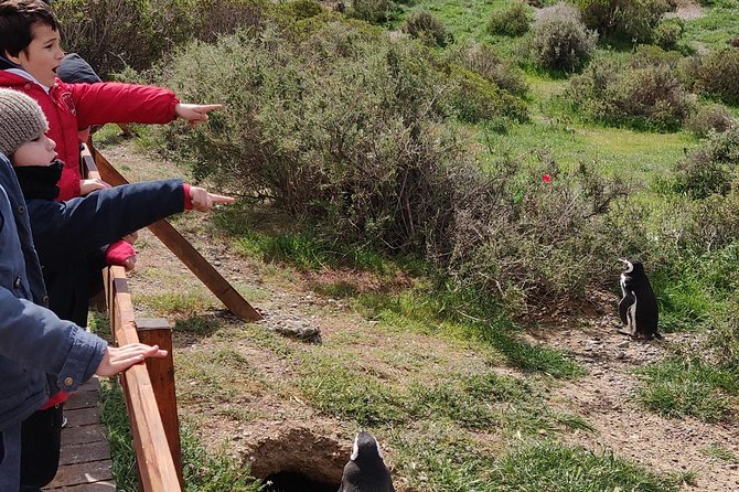 Cruise Shore Excursion Punta Tombo with Boxlunch from Pto Madryn - Why Punta Tombo is worth the long ride