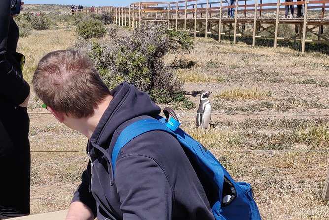 Cruise Shore Excursion Punta Tombo with Boxlunch from Pto Madryn - Port pickup and cruise-day timing