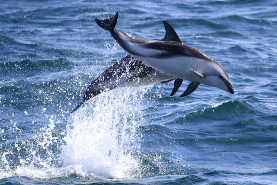 Dolphin Watching Adventure - Setting Out From Luis Piedra Buena Pier