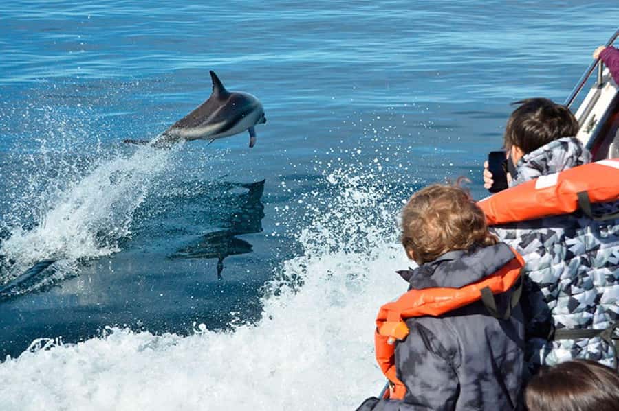 Dolphin Watching Adventure - What the Guides Add, and Where English May Be Limited