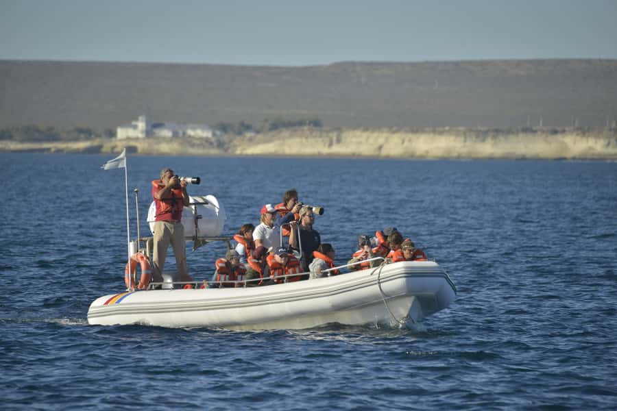 Dolphin Watching Adventure - Weather, Timing, and the Wildcard Factor