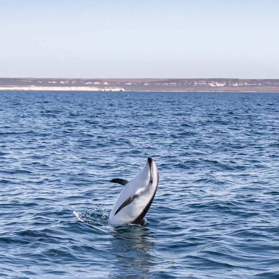 Dolphin Watching Adventure - Who Will Enjoy This Puerto Madryn Cruise?