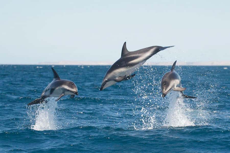 Dolphin Watching Adventure - Punta Loma’s Sea Lions and Seabirds