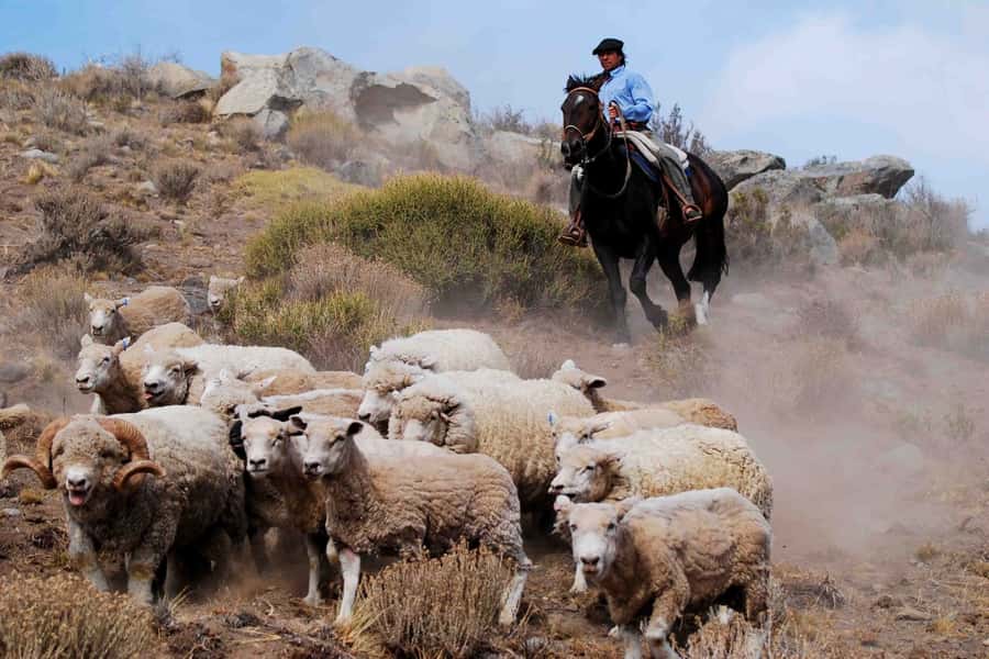 El Calafate: Estancia 25 de Mayo Tour with Dinner & Transfer - A working ranch at the foot of Cerro Calafate