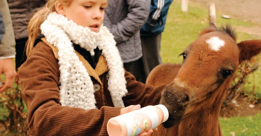 El Calafate: Estancia 25 de Mayo Tour with Dinner & Transfer - Who will enjoy this evening most?