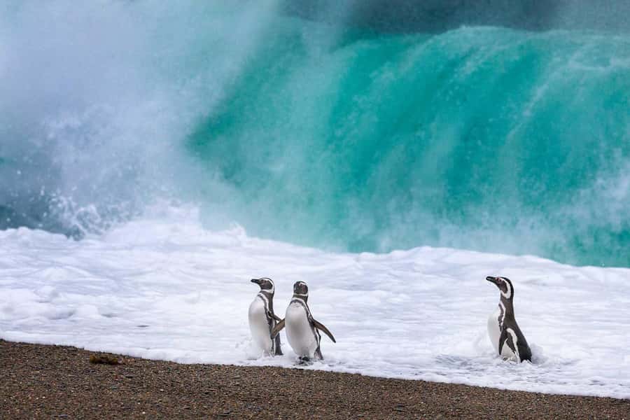 El Calafate: Monte León 4x4 Wolves and Penguins Excursion - Is $250 a fair price?