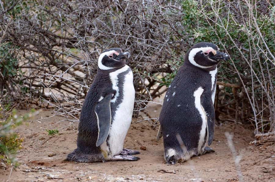 El Calafate: Monte León 4x4 Wolves and Penguins Excursion - The 4x4 ride across the steppe