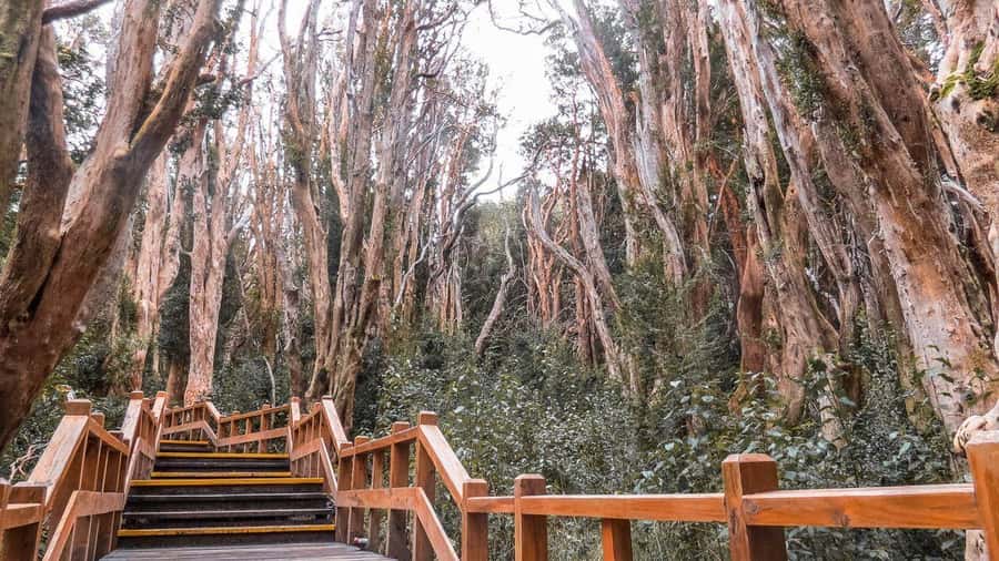 From Bariloche: Victoria Island & the Arrayanes Forest Tour - Who will enjoy this Bariloche excursion