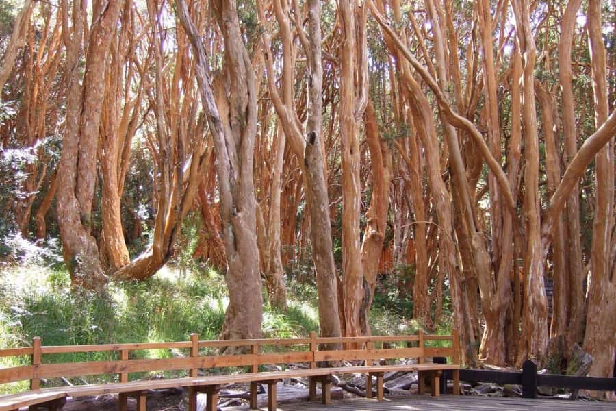 From Bariloche: Victoria Island & the Arrayanes Forest Tour - Starting at Puerto Pañuelo on the Llao Llao Peninsula