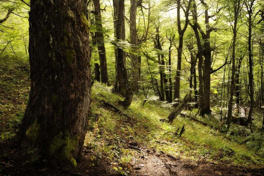 From Bariloche: Victoria Island & the Arrayanes Forest Tour - Walking through the Arrayanes Forest on Quetrihue
