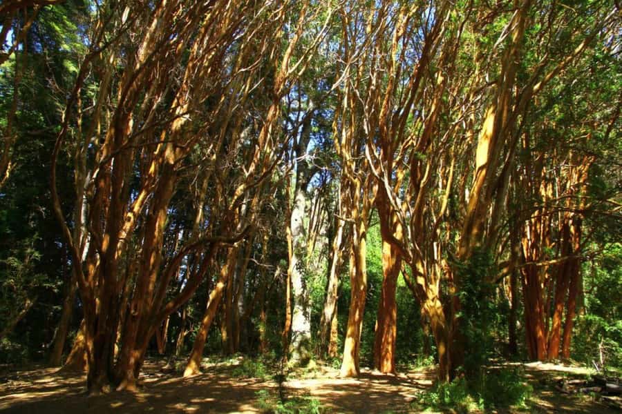 From Bariloche: Victoria Island & the Arrayanes Forest Tour - The trail to Playa del Toro and its cave paintings