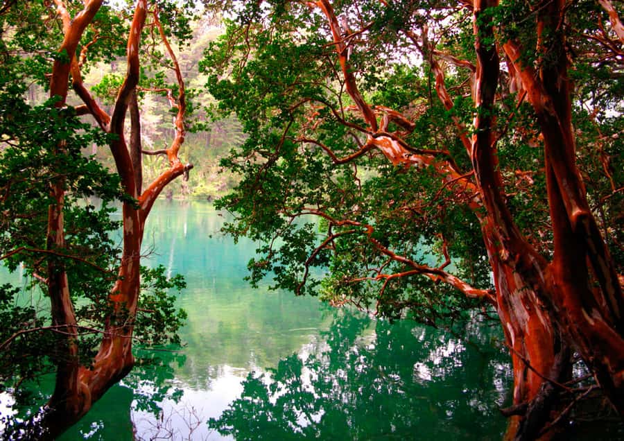 From Bariloche: Victoria Island & the Arrayanes Forest Tour - What the guiding adds to the day