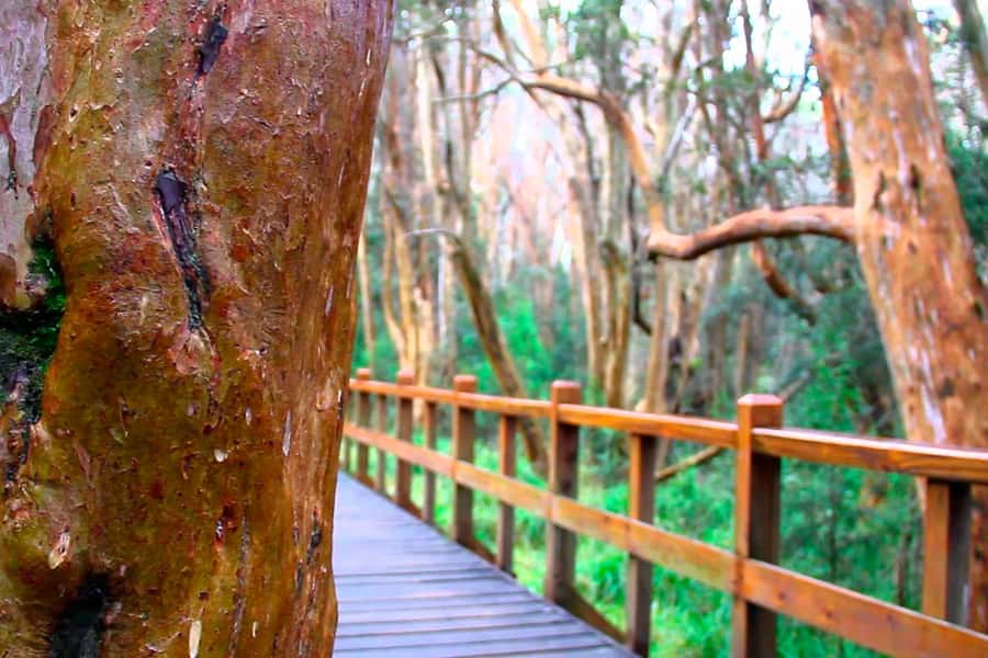 From Bariloche: Victoria Island & the Arrayanes Forest Tour - Timing, comfort, and practical preparation