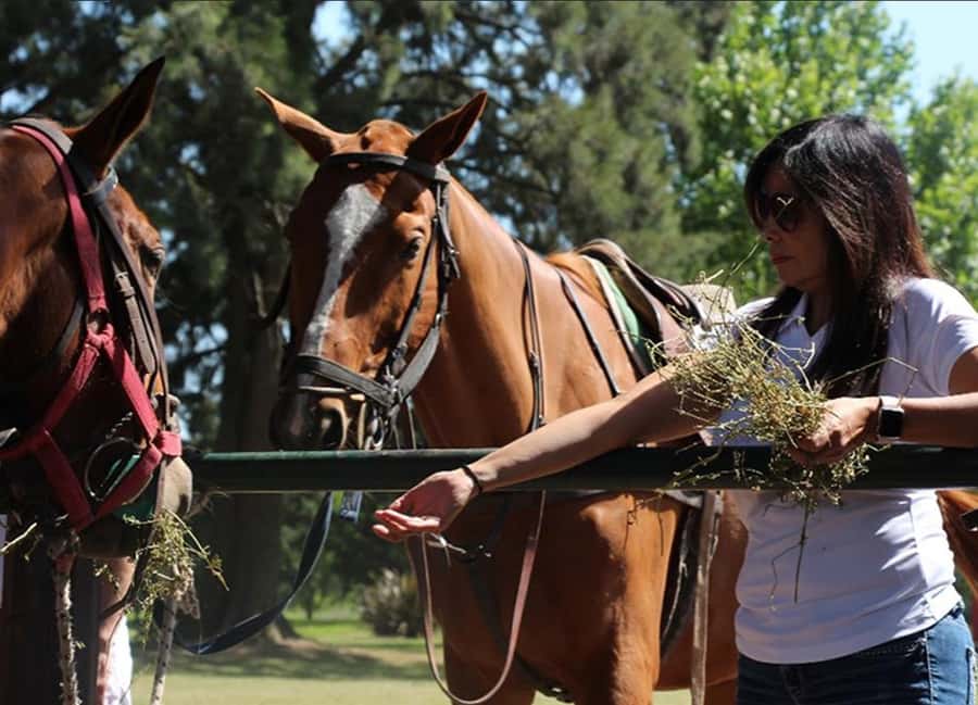 From Buenos Aires: Polo Match, Lesson, and BBQ Day-Trip - Understanding polo during the professional match