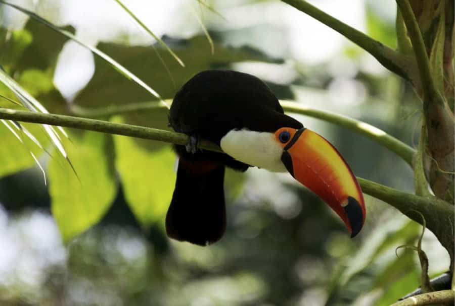 From Buenos Aires: Temaiken Zoo Tour with Ticket Included - Should you book the Temaikèn tour?