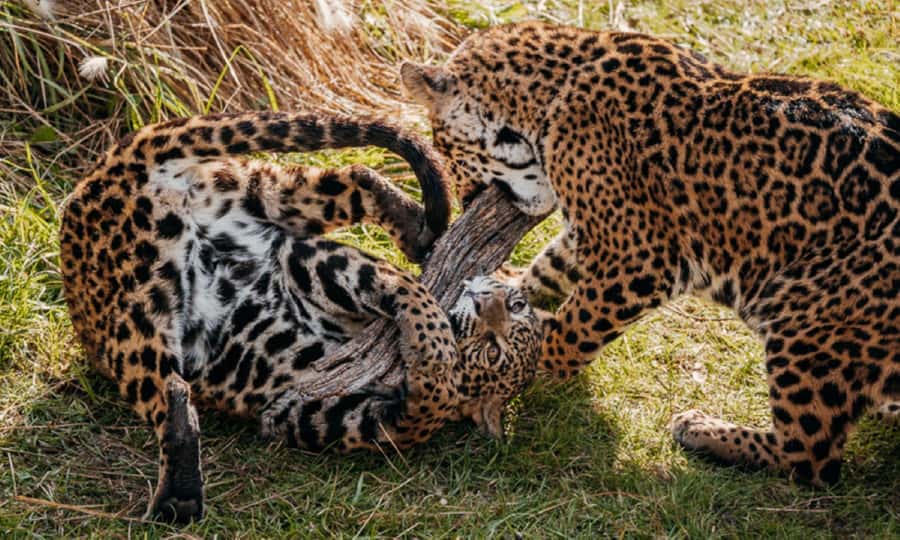 From Buenos Aires: Temaiken Zoo Tour with Ticket Included - The water section and Argentina’s aquatic life