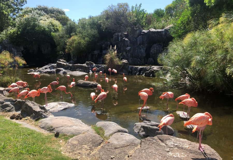 From Buenos Aires: Temaiken Zoo Tour with Ticket Included - La Chacra and the Argentine countryside