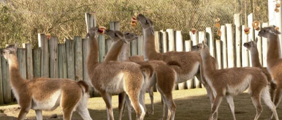 From Buenos Aires: Temaiken Zoo Tour with Ticket Included - How much can you see in six hours?